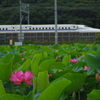 新幹線と蓮