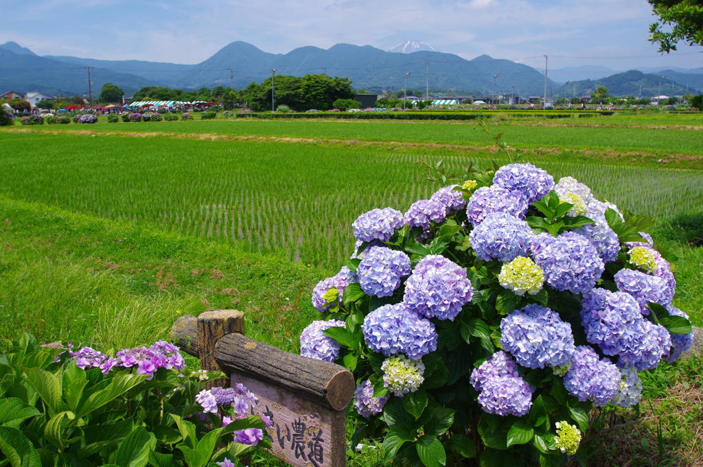 田園の風景