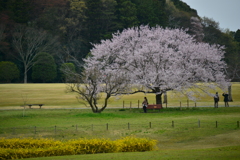 公園の桜