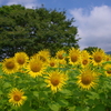 ひまわり乱舞