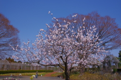 さくら