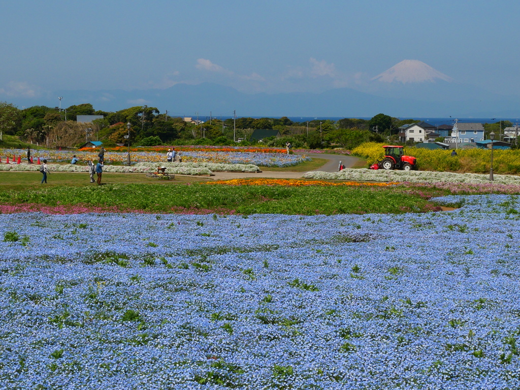 富士山とネモフィラ