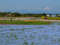 富士山とネモフィラ