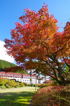 ホテルの紅葉