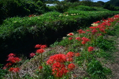 彼岸の紅白