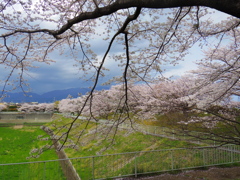 土手の桜