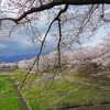 土手の桜