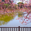 春の池