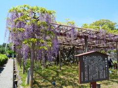 御感の藤