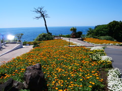 初夏の輝き