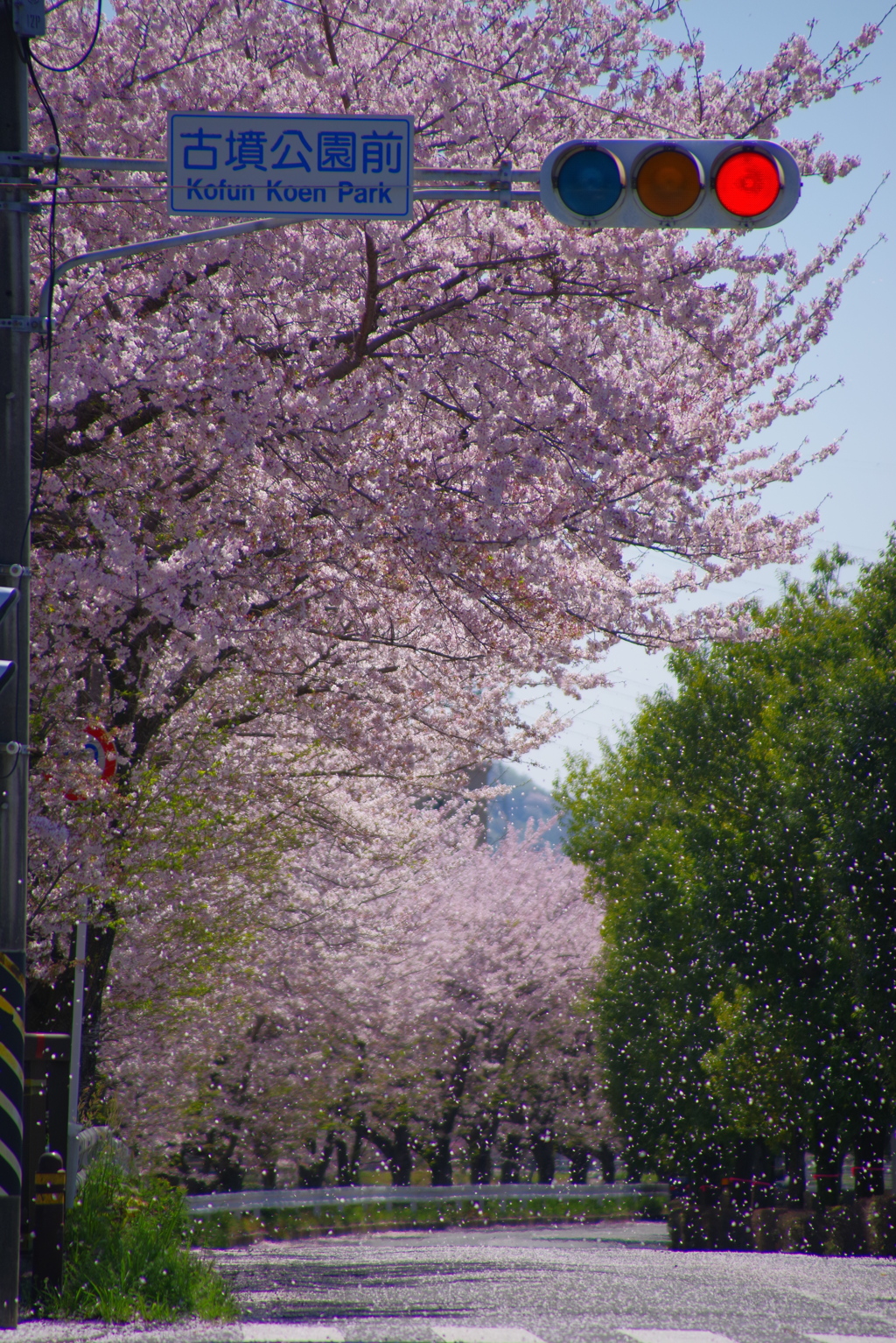 桜吹雪
