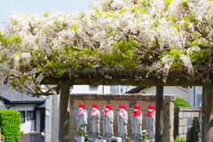白藤と六地蔵