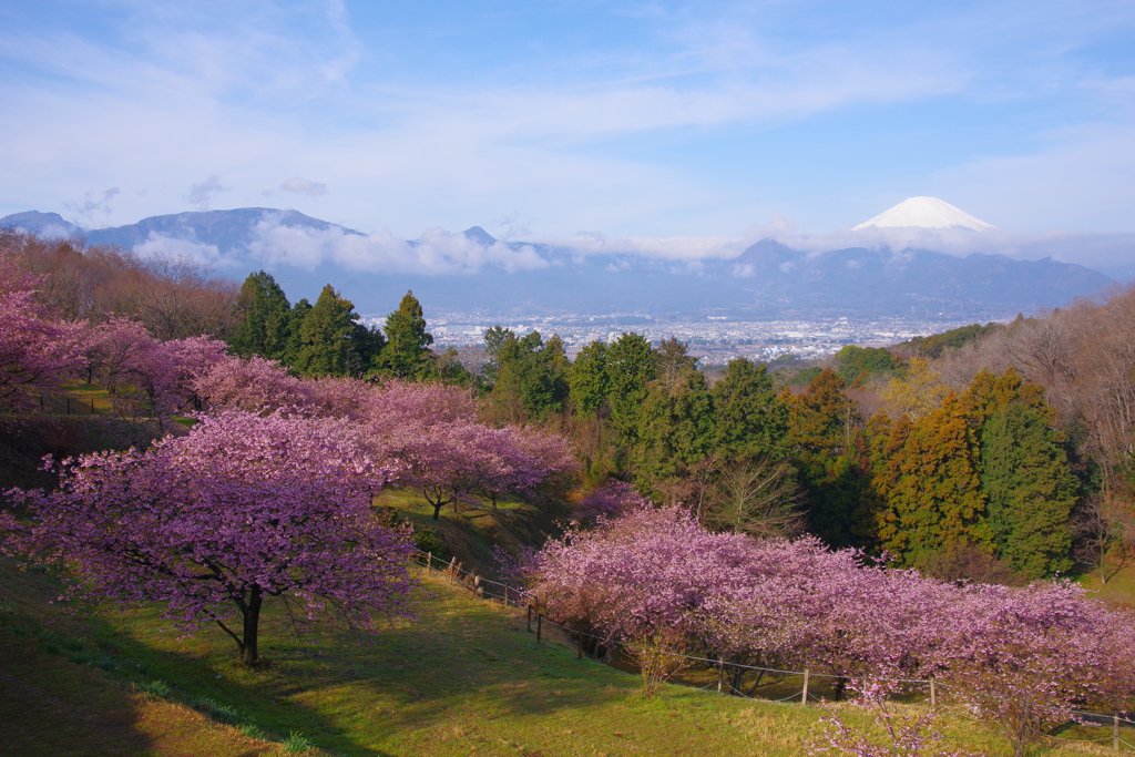 早春の里山