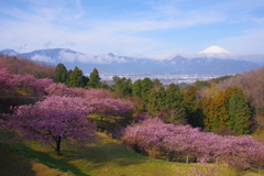 早春の里山