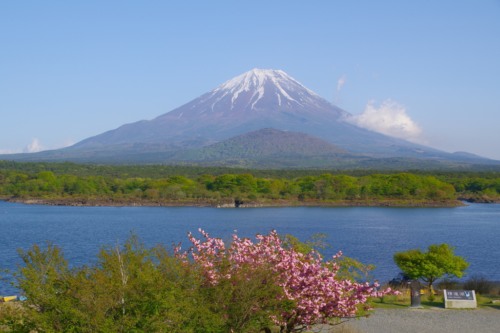 春の富士