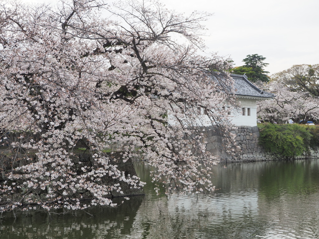 城下の桜