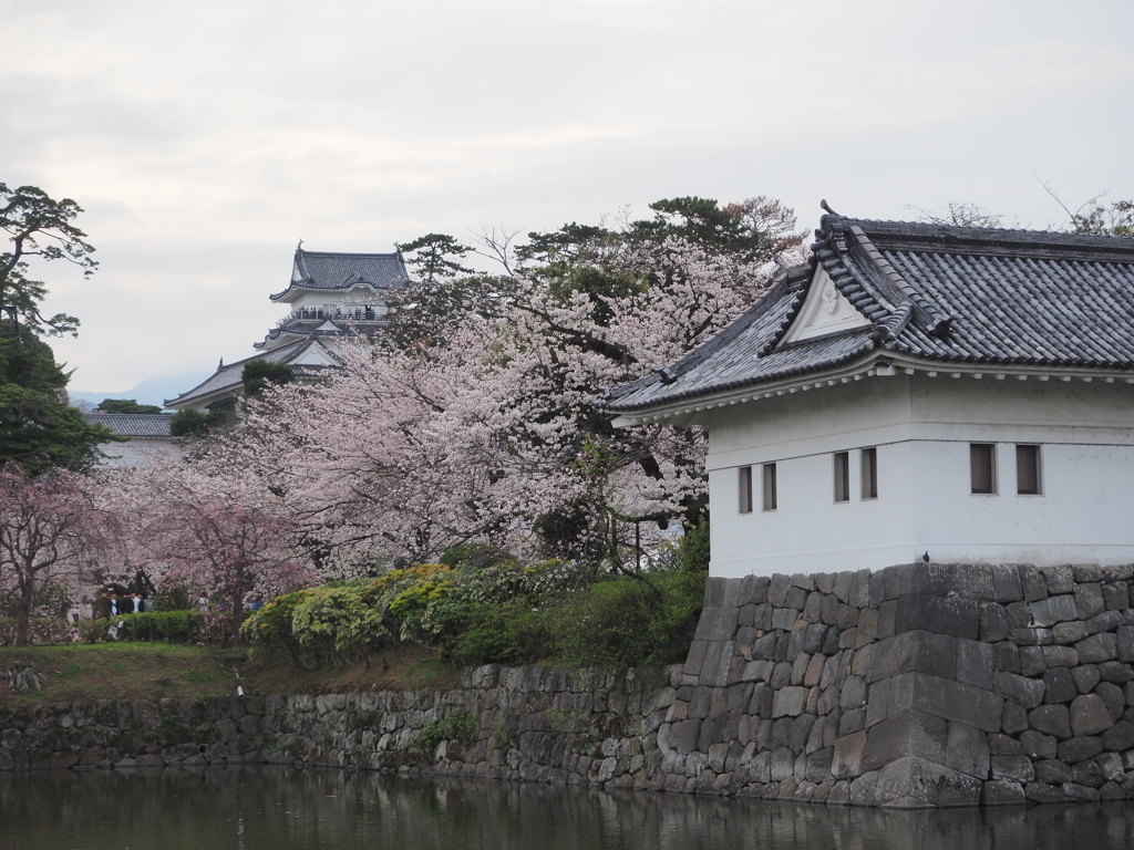 城の桜