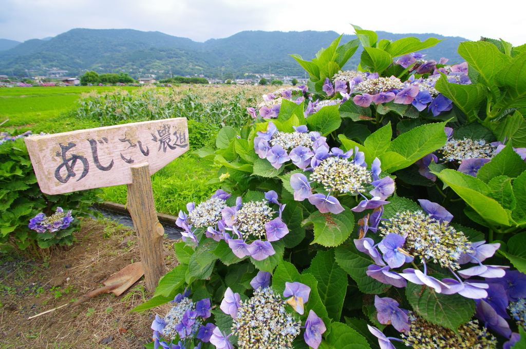 あじさいの里