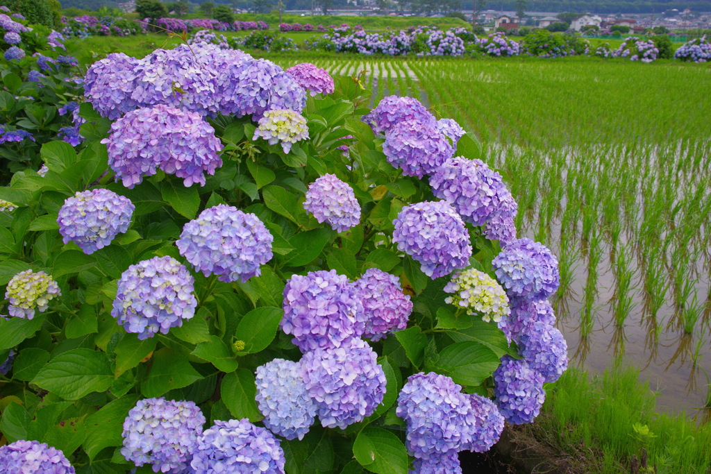 田園のあじさい