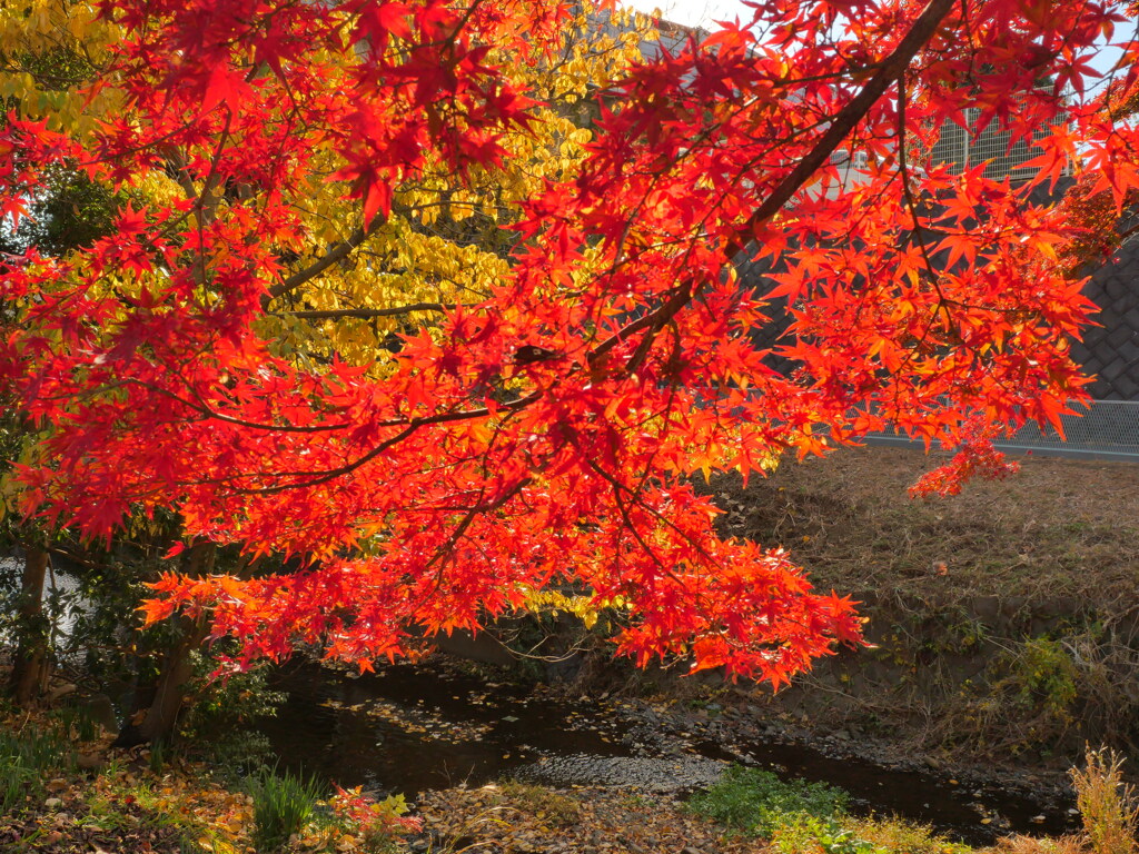川の紅葉