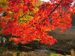 川の紅葉