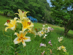 ゆりの公園
