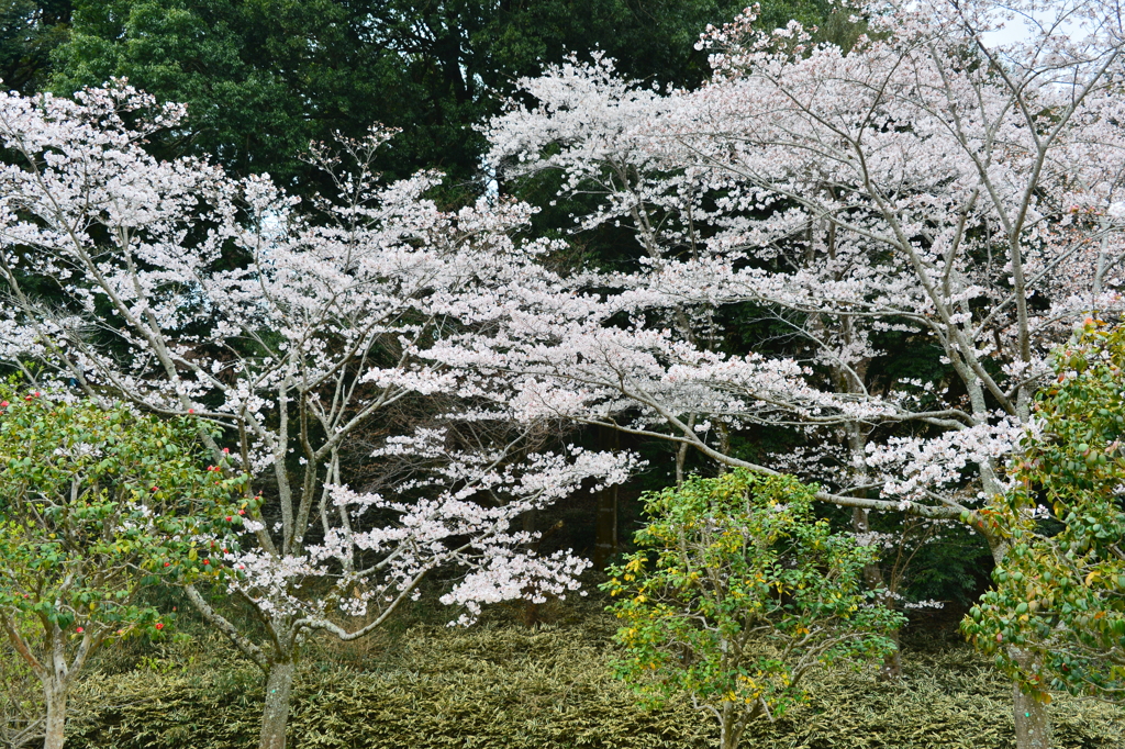 桜咲く