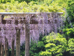 棚の藤