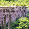 棚の藤