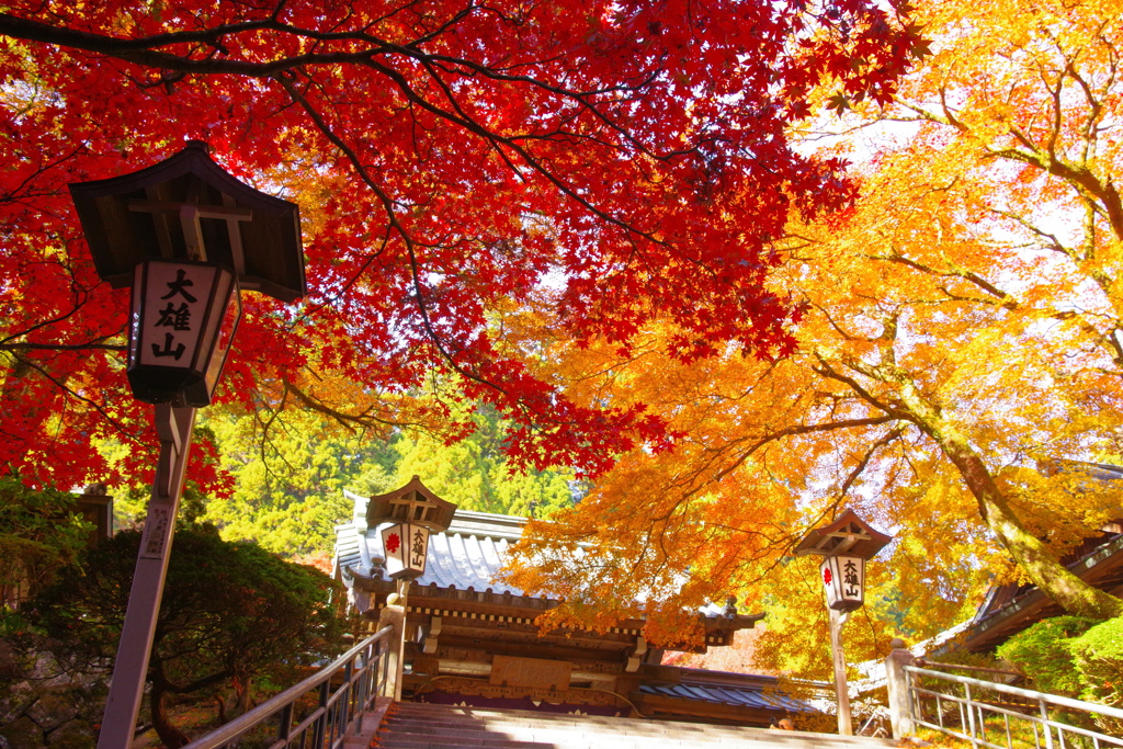 紅葉