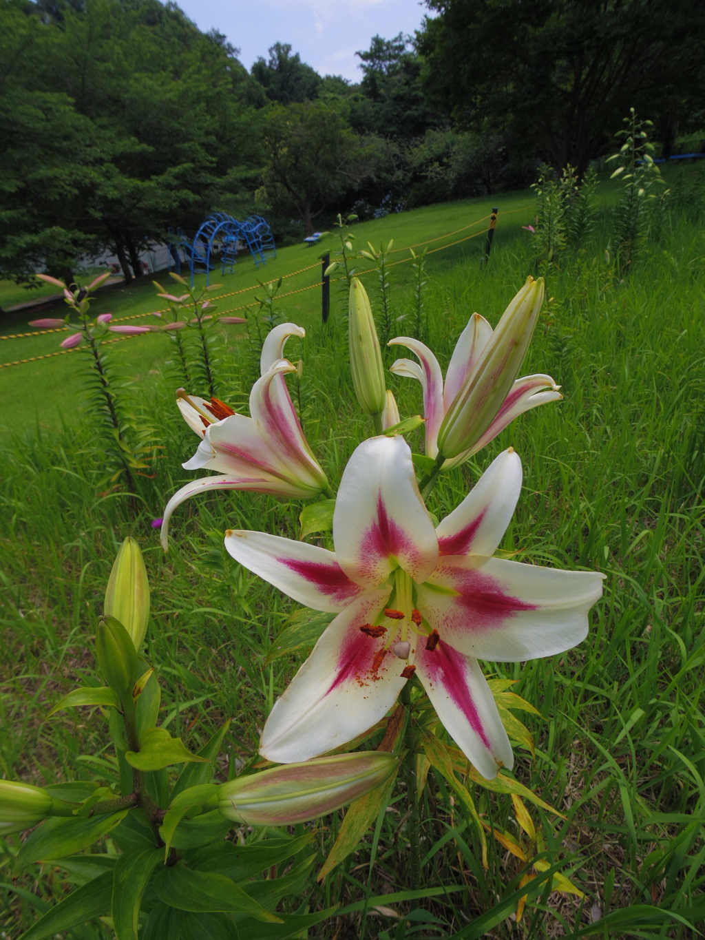 公園のゆり