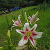 公園のゆり