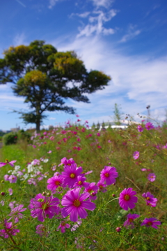 秋の公園