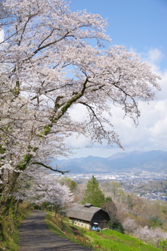 春の風景