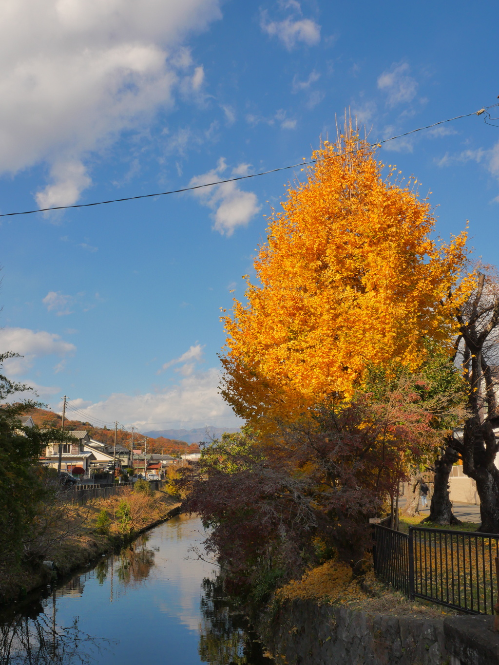 葛川のイチョウ