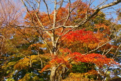 秋の木