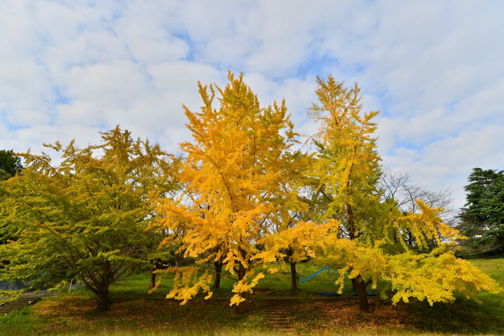 公園のイチョウ