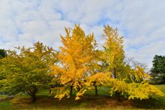 公園のイチョウ