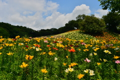 初夏のゆり