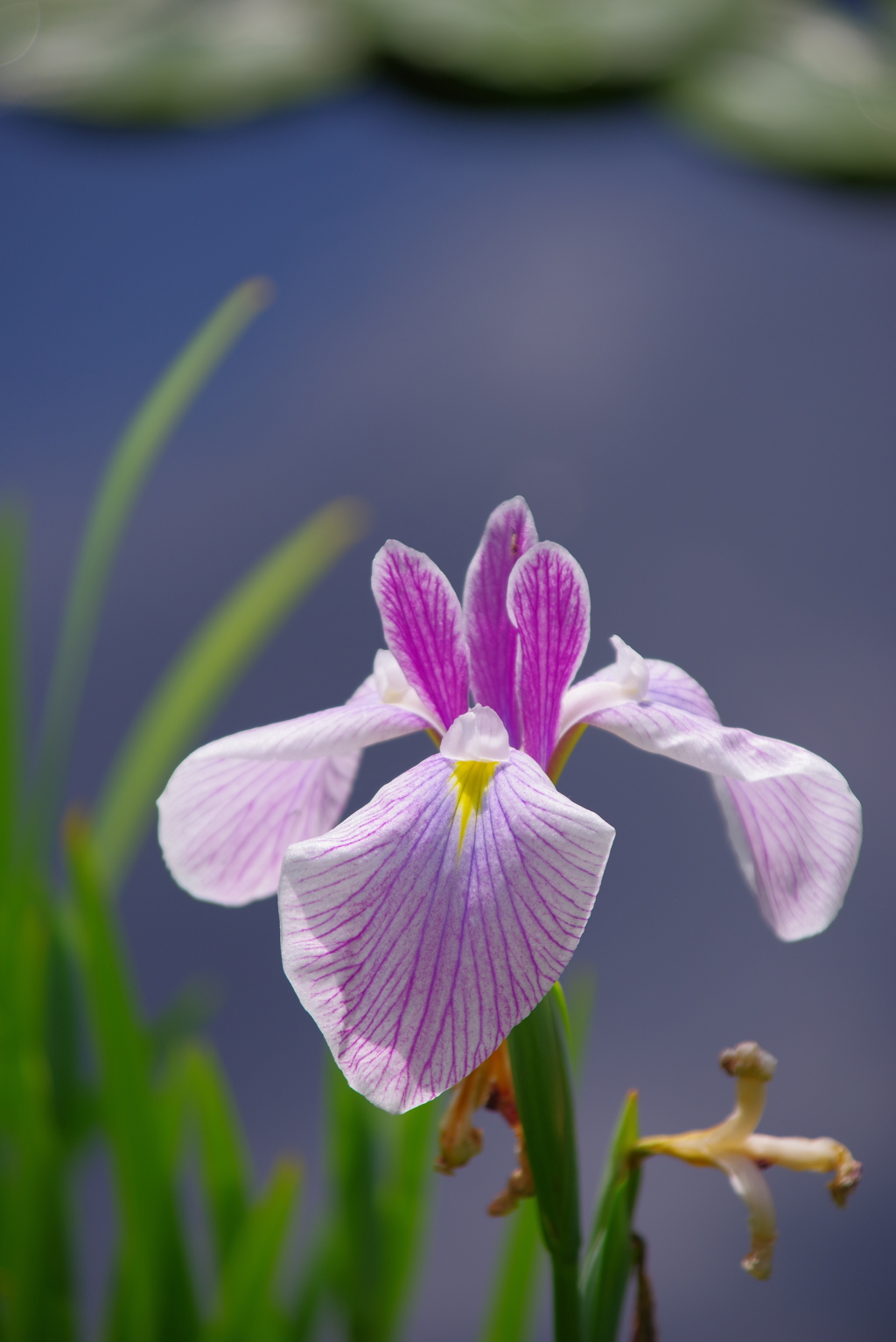 菖蒲