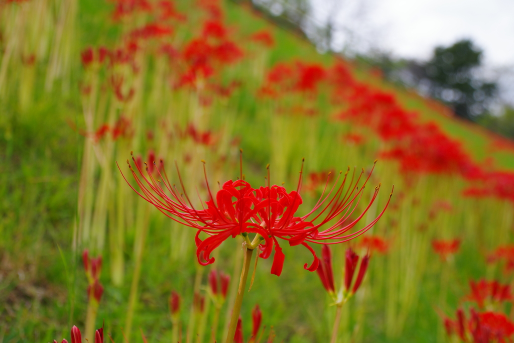 彼岸花の公園