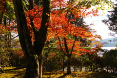 湖畔の秋の林