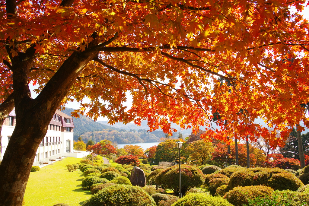 紅葉