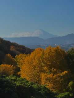 晩秋の富士