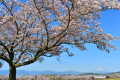 公園の桜