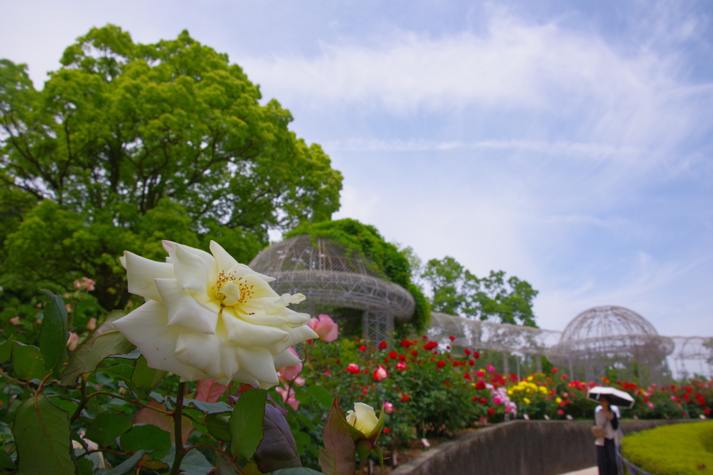 公園のばら