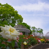 公園のばら