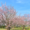里の桜