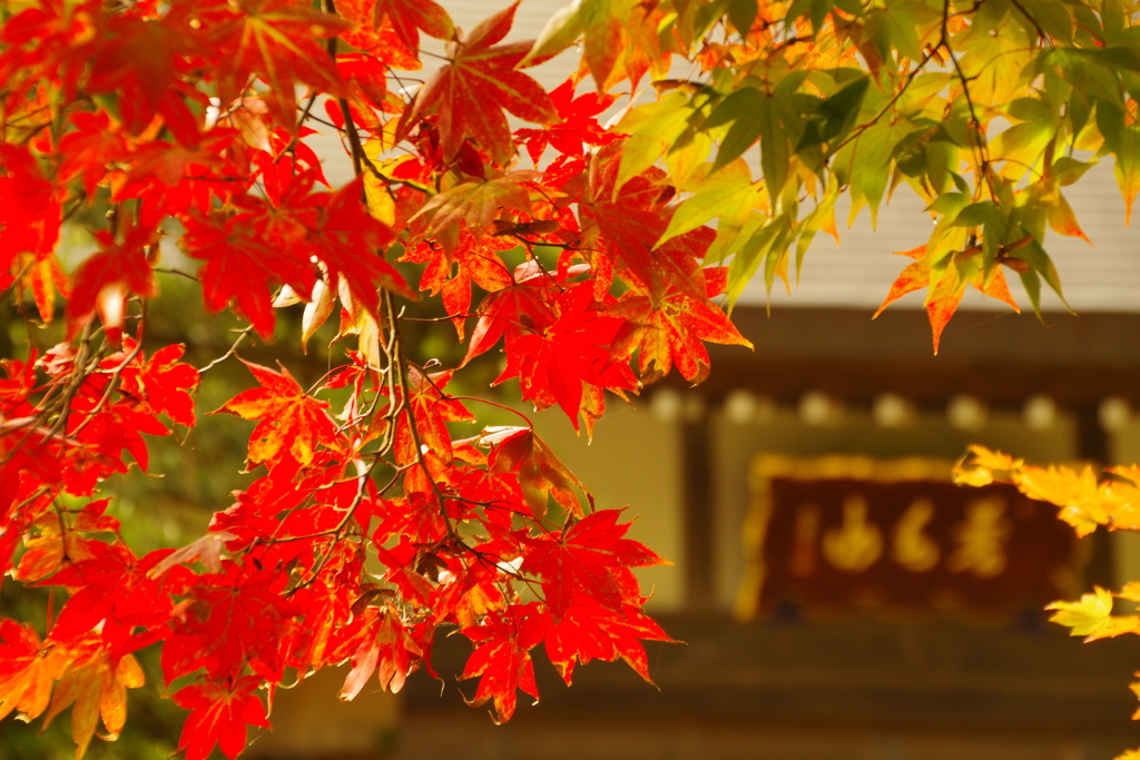 紅葉の寺