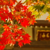 紅葉の寺